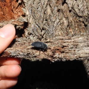 Pterohelaeus piceus at Fyshwick, ACT - 22 Dec 2018