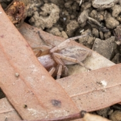 Clubiona sp. (genus) (Unidentified Stout Sac Spider) at Gungaderra Creek Ponds - 6 Jul 2020 by AlisonMilton