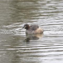 Tachybaptus novaehollandiae (Australasian Grebe) at Franklin, ACT - 6 Jul 2020 by AlisonMilton