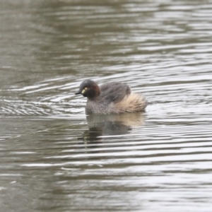 Tachybaptus novaehollandiae at Franklin, ACT - 6 Jul 2020 11:52 AM
