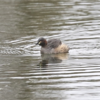 Tachybaptus novaehollandiae (Australasian Grebe) at Gungaderra Creek Ponds - 6 Jul 2020 by Alison Milton