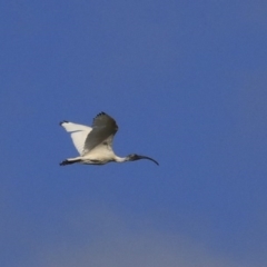 Threskiornis molucca (Australian White Ibis) at Franklin, ACT - 6 Jul 2020 by Alison Milton