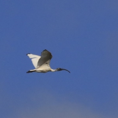 Threskiornis molucca (Australian White Ibis) at Franklin, ACT - 6 Jul 2020 by AlisonMilton