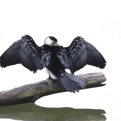 Microcarbo melanoleucos (Little Pied Cormorant) at Gungaderra Creek Ponds - 6 Jul 2020 by Alison Milton