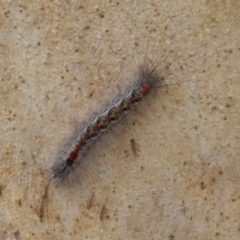 Thaumetopoeinae (subfamily) (Bag-shelter Moths, Processionary Caterpillars) at Gungaderra Creek Ponds - 6 Jul 2020 by AlisonMilton