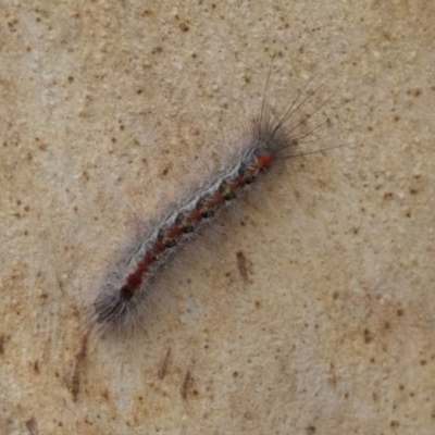 Thaumetopoeinae (subfamily) (Bag-shelter Moths, Processionary Caterpillars) at Franklin, ACT - 6 Jul 2020 by AlisonMilton