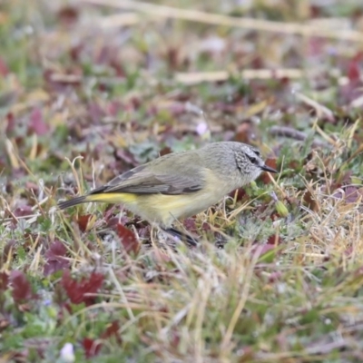 Acanthiza chrysorrhoa (Yellow-rumped Thornbill) at Franklin, ACT - 6 Jul 2020 by Alison Milton