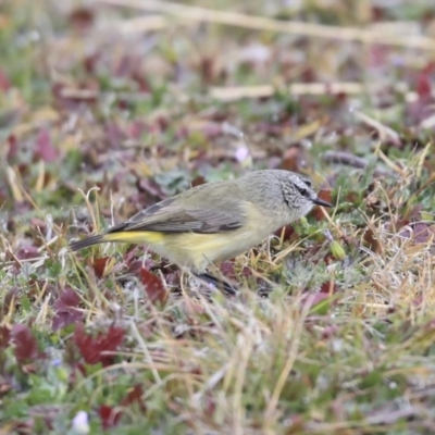 Acanthiza chrysorrhoa (Yellow-rumped Thornbill) at Gungaderra Creek Ponds - 6 Jul 2020 by Alison Milton