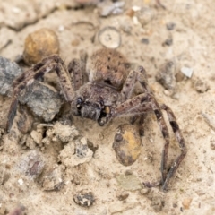 Isopeda sp. (genus) (Huntsman Spider) at Franklin, ACT - 6 Jul 2020 by AlisonMilton