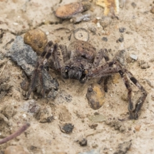 Isopeda sp. (genus) at Franklin, ACT - 6 Jul 2020 12:23 PM