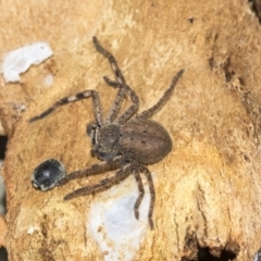 Isopeda sp. (genus) at Franklin, ACT - 6 Jul 2020 12:23 PM