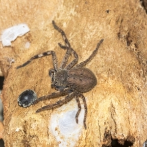 Isopeda sp. (genus) at Franklin, ACT - 6 Jul 2020 12:23 PM