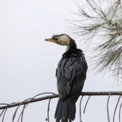 Microcarbo melanoleucos (Little Pied Cormorant) at Franklin, ACT - 6 Jul 2020 by AlisonMilton