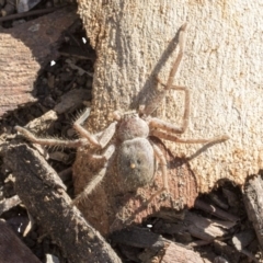 Sparassidae (family) (A Huntsman Spider) at Lake Ginninderra - 3 Jul 2020 by AlisonMilton