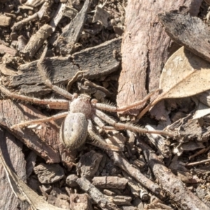 Sparassidae (family) at Belconnen, ACT - 3 Jul 2020
