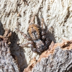 Servaea incana (Hoary Servaea) at Lake Ginninderra - 3 Jul 2020 by AlisonMilton