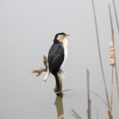 Microcarbo melanoleucos (Little Pied Cormorant) at Gungaderra Creek Ponds - 5 Jul 2020 by Alison Milton