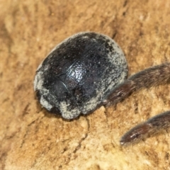 Trachymela sp. (genus) (Brown button beetle) at Gungaderra Creek Ponds - 6 Jul 2020 by AlisonMilton