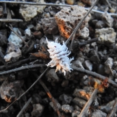 Cryptolaemus montrouzieri (Mealybug ladybird) at Wanniassa Hill - 24 Dec 2018 by YumiCallaway