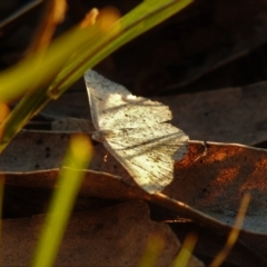 Taxeotis (genus) (Unidentified Taxeotis geometer moths) at Fadden, ACT - 24 Dec 2018 by YumiCallaway