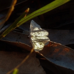 Taxeotis (genus) at Fadden, ACT - 24 Dec 2018