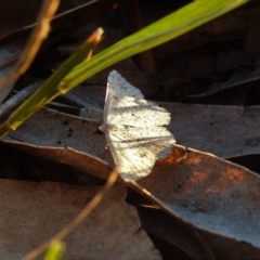 Taxeotis (genus) at Fadden, ACT - 24 Dec 2018