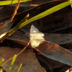 Taxeotis (genus) at Fadden, ACT - 24 Dec 2018