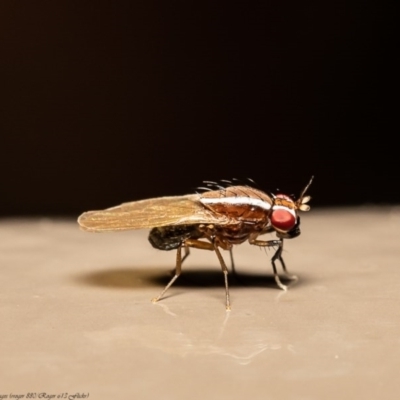 Poecilohetaerus pinnatus (A lauxaniid fly) at Acton, ACT - 9 Jul 2020 by Roger