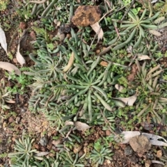 Calandrinia eremaea (Small Purslane) at Mount Pleasant - 13 Jun 2020 by JanetRussell
