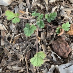 Erodium crinitum (Native Crowfoot) at Campbell, ACT - 13 Jun 2020 by JanetRussell