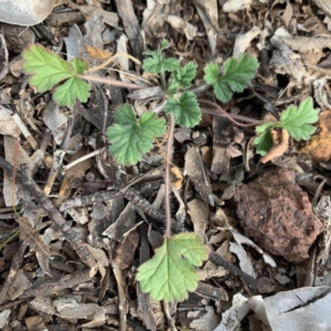 Erodium crinitum at Campbell, ACT - 13 Jun 2020