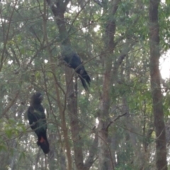Calyptorhynchus lathami lathami (Glossy Black-Cockatoo) at Bermagui State Forest - 31 May 2020 by annabowman