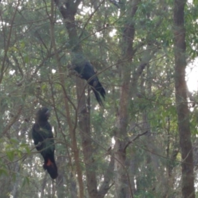Calyptorhynchus lathami (Glossy Black-Cockatoo) at Bermagui State Forest - 31 May 2020 by annabowman