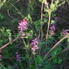 Fumaria officinalis (Common Fumitory) at Isaacs, ACT - 9 Jul 2020 by Mike