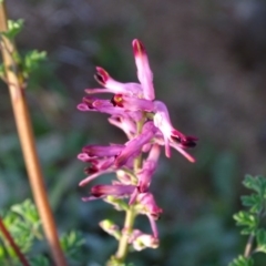 Fumaria officinalis at Isaacs, ACT - 9 Jul 2020 04:24 PM