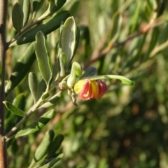 Grevillea victoriae at Isaacs, ACT - 9 Jul 2020 by Mike