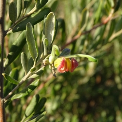 Grevillea victoriae at Isaacs, ACT - 9 Jul 2020 by Mike