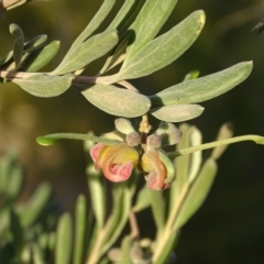 Grevillea victoriae at Isaacs Ridge - 9 Jul 2020 04:15 PM