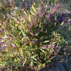 Hardenbergia violacea (False Sarsaparilla) at Isaacs, ACT - 9 Jul 2020 by Mike