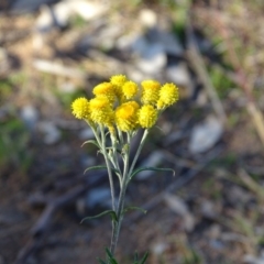 Chrysocephalum semipapposum (Clustered Everlasting) at O'Malley, ACT - 9 Jul 2020 by Mike