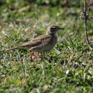 Anthus australis at Tharwa, ACT - 7 Jul 2020 12:01 PM