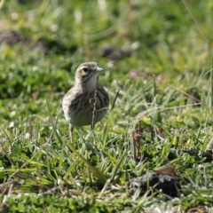 Anthus australis at Tharwa, ACT - 7 Jul 2020 12:01 PM