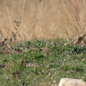 Anthus australis at Tharwa, ACT - 7 Jul 2020 12:01 PM