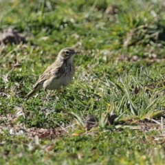 Anthus australis at Tharwa, ACT - 7 Jul 2020 12:01 PM