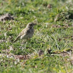 Anthus australis at Tharwa, ACT - 7 Jul 2020 12:01 PM