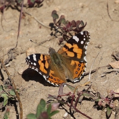 Vanessa kershawi (Australian Painted Lady) at Gigerline Nature Reserve - 7 Jul 2020 by RodDeb