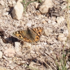 Junonia villida (Meadow Argus) at Gigerline Nature Reserve - 7 Jul 2020 by RodDeb