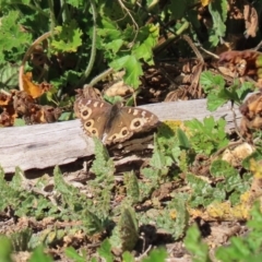 Junonia villida at Tennent, ACT - 7 Jul 2020 12:48 PM