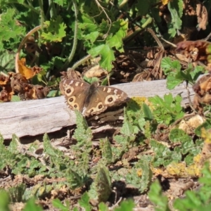 Junonia villida at Tennent, ACT - 7 Jul 2020 12:48 PM