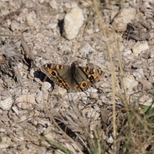 Junonia villida at Tennent, ACT - 7 Jul 2020